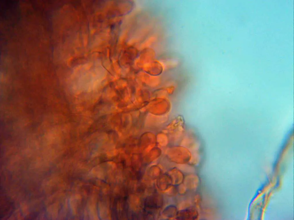 Microscopía de Trametes polyzona - 10 - Basidios